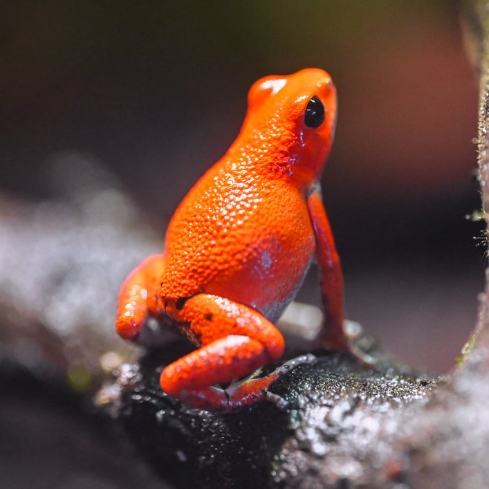 Oophaga pumilio 'Cemetery Bastimentos' - Spotless