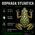 Oophaga sylvatica 'Situwa'