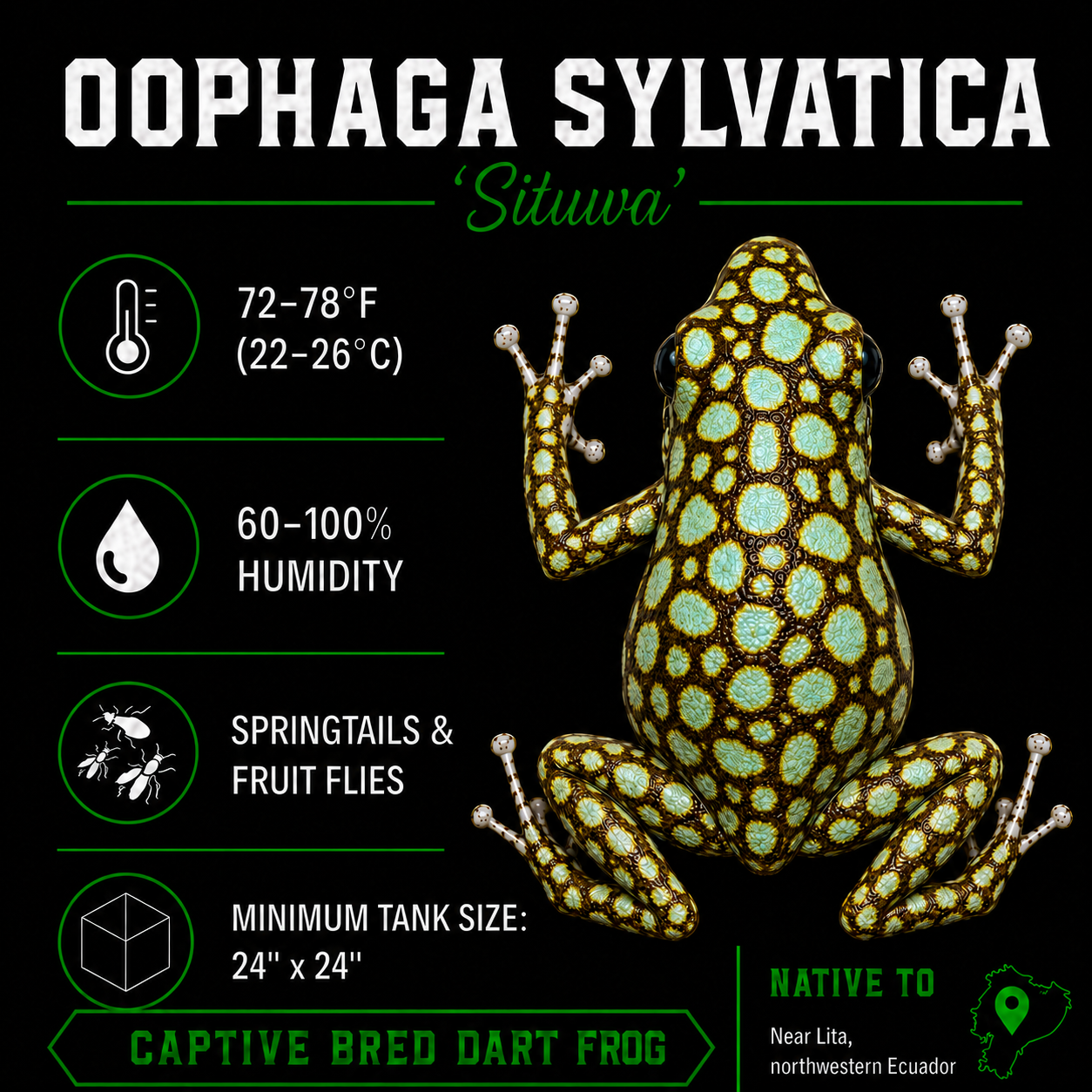 Oophaga sylvatica 'Situwa'