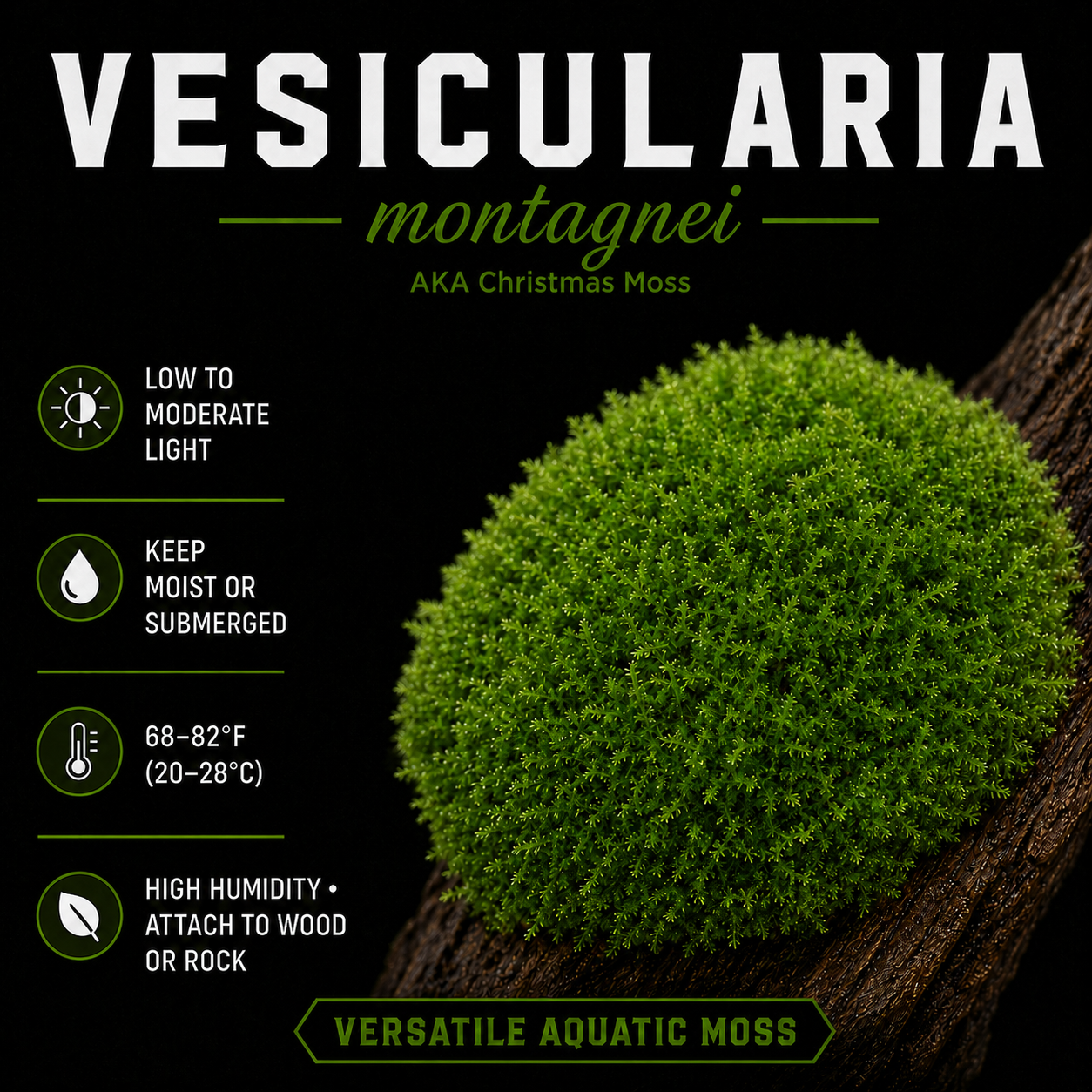 Vesicularia montagnei (Christmas Moss)
