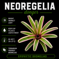 Neoregelia 'Donger'