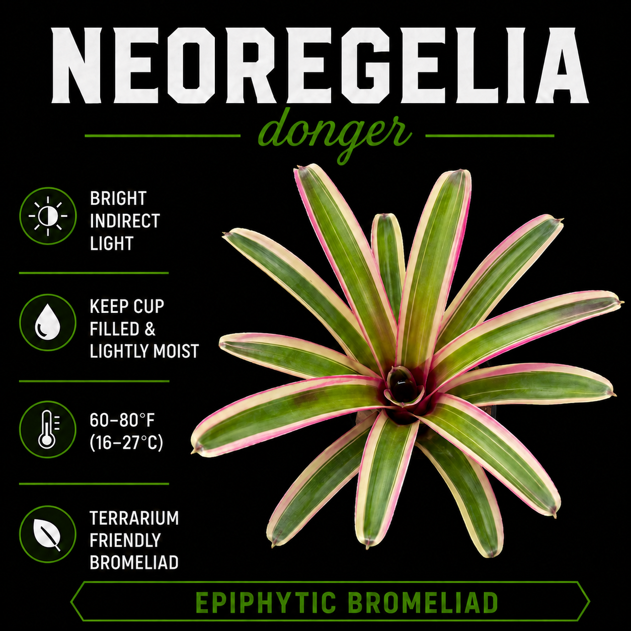 Neoregelia 'Donger'