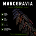 Marcgravia El Coca