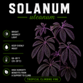 Solanum uleanum