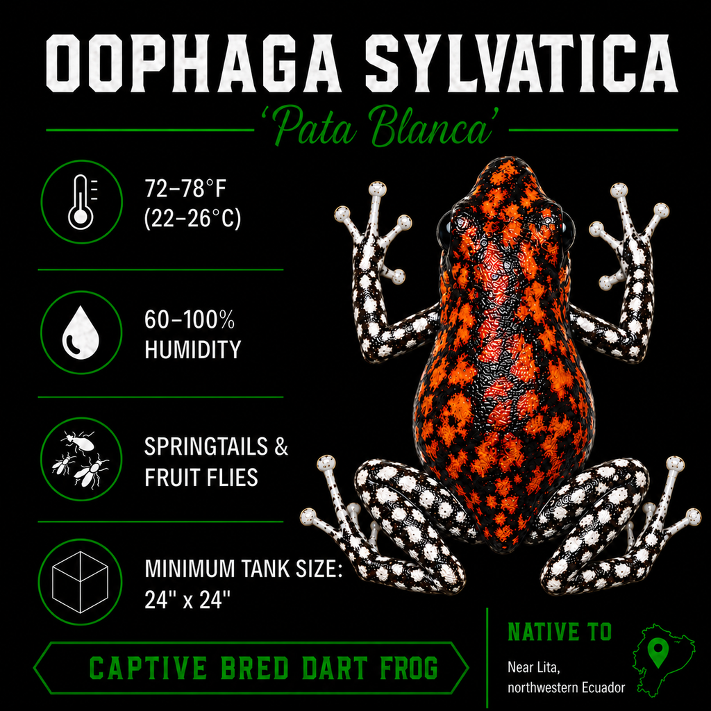 Oophaga sylvatica 'Pata Blanca'