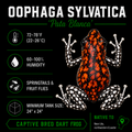 Oophaga sylvatica 'Pata Blanca'