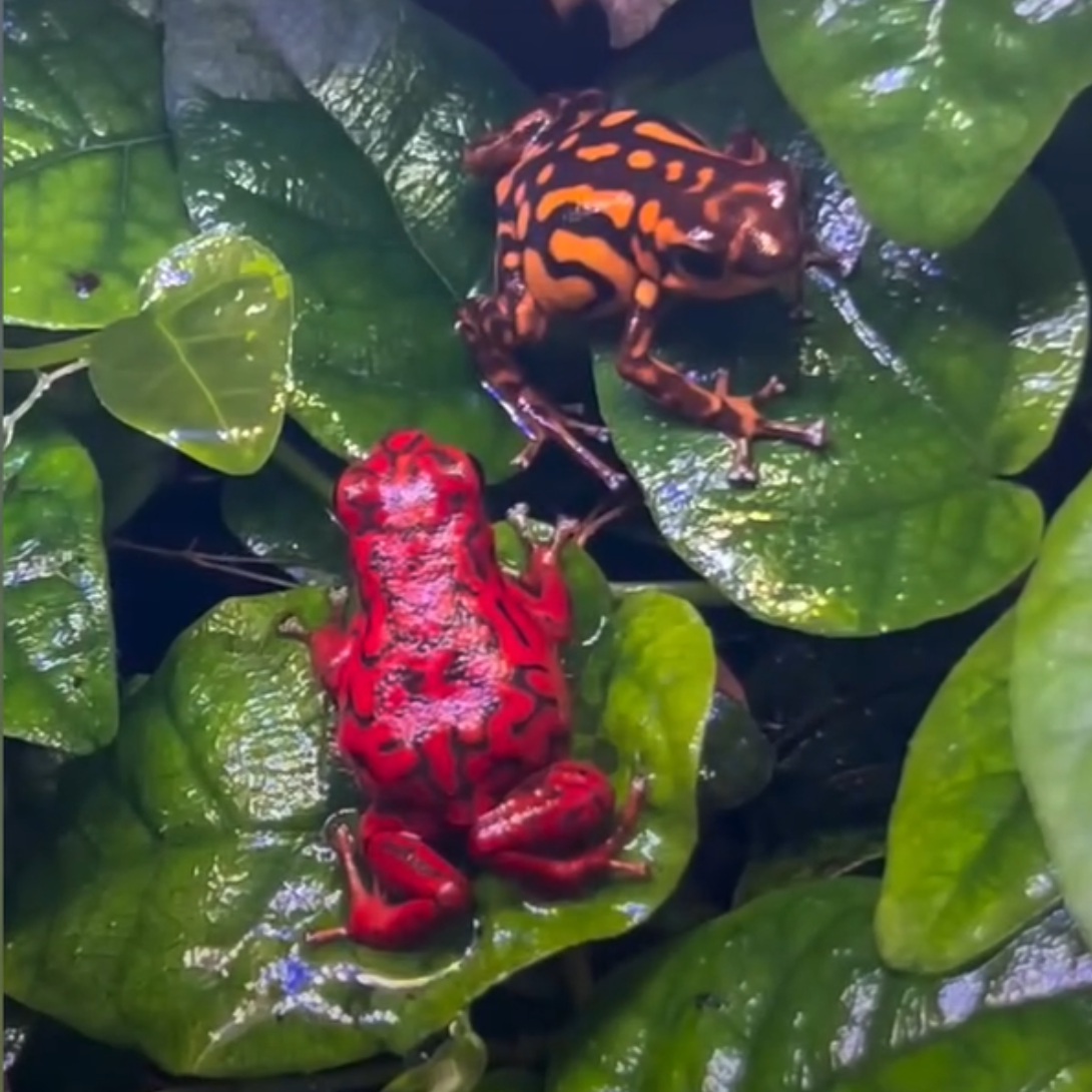 Oophaga vicentei 'Red'