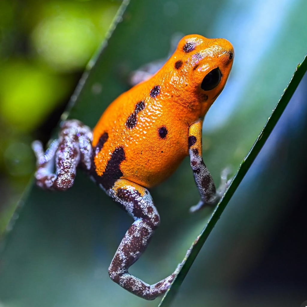 Oophaga pumilio 'Rio Branco'