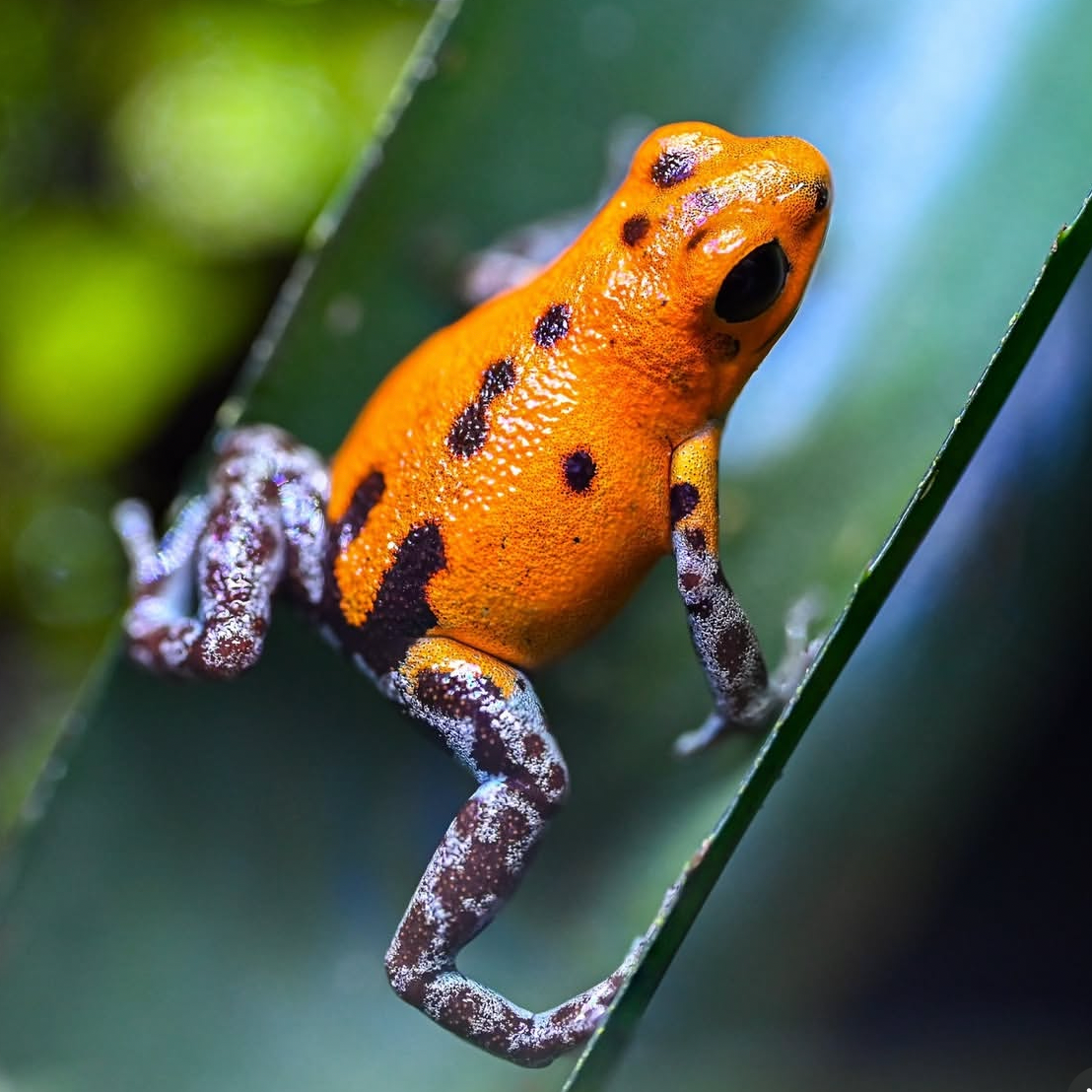 Oophaga pumilio 'Rio Branco'