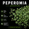 Peperomia prostrata