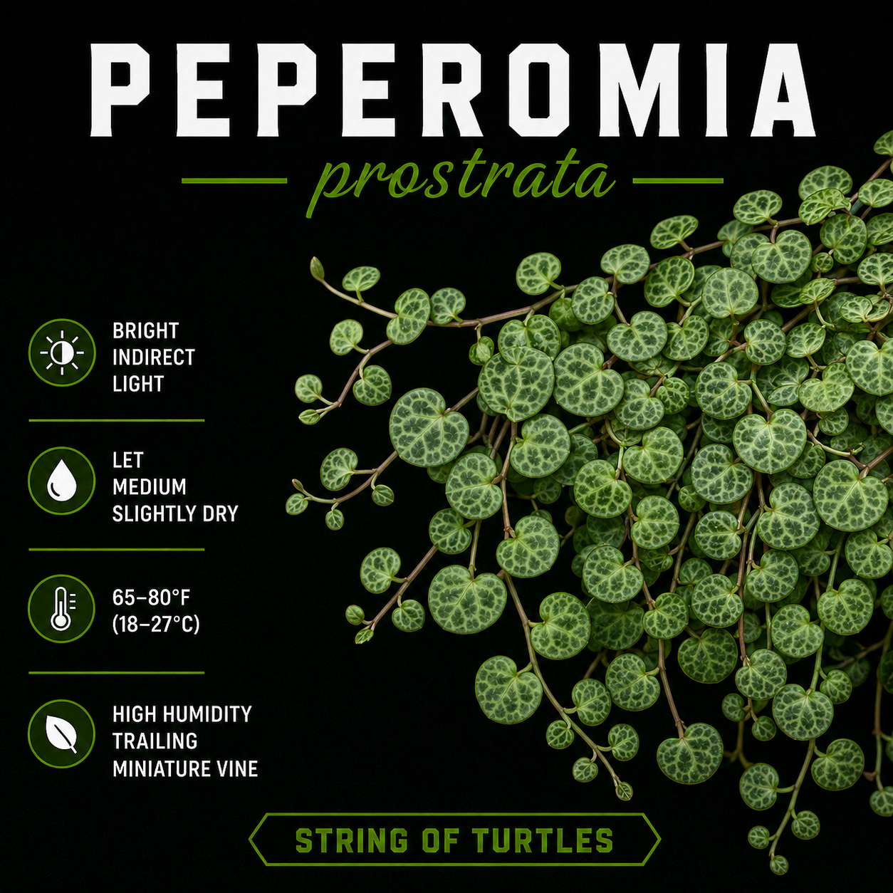 Peperomia prostrata