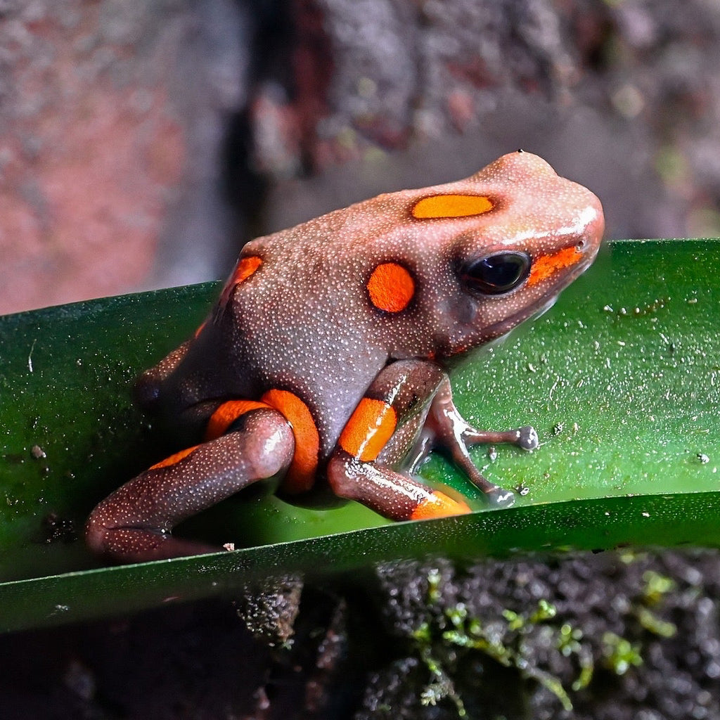 Oophaga andresi 'Tado'
