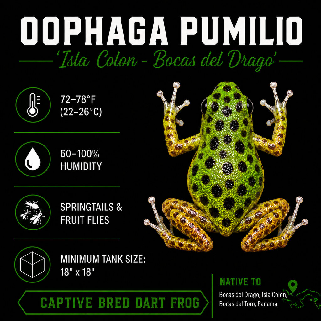 Oophaga pumilio 'Colon Drago'
