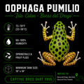 Oophaga pumilio 'Colon Drago'