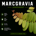 Marcgravia Sintenisii