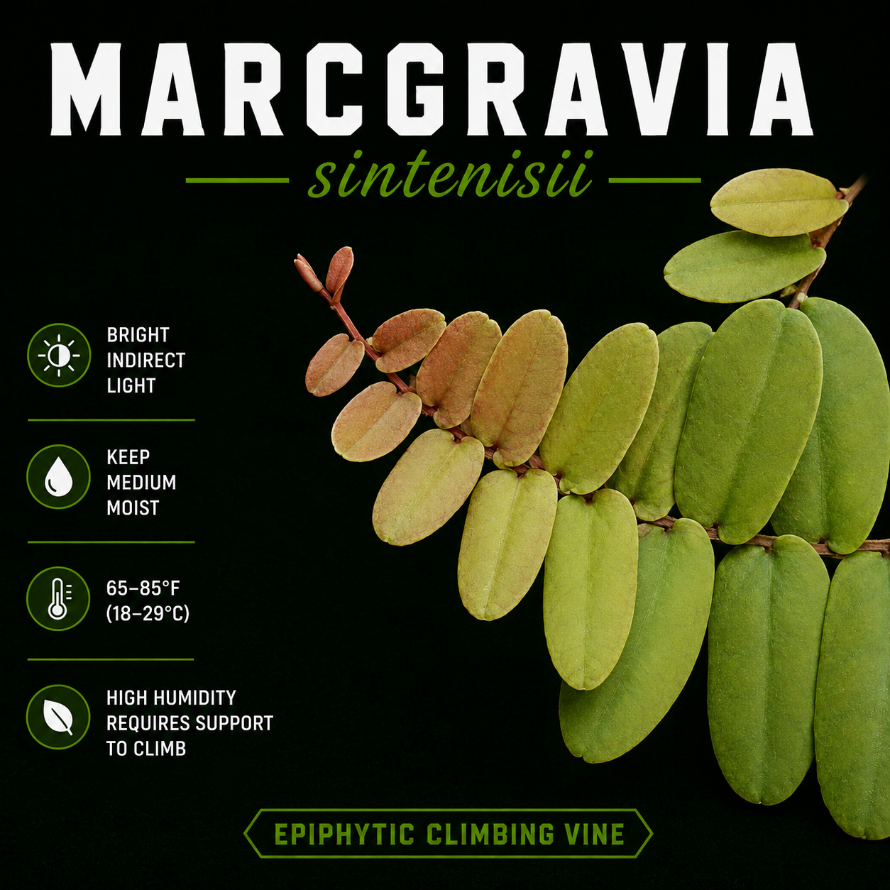 Marcgravia Sintenisii
