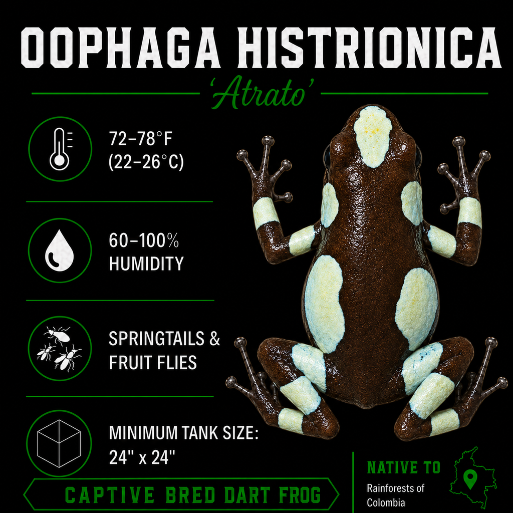 Oophaga histrionica 'Atrato'