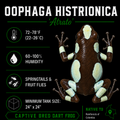 Oophaga histrionica 'Atrato'
