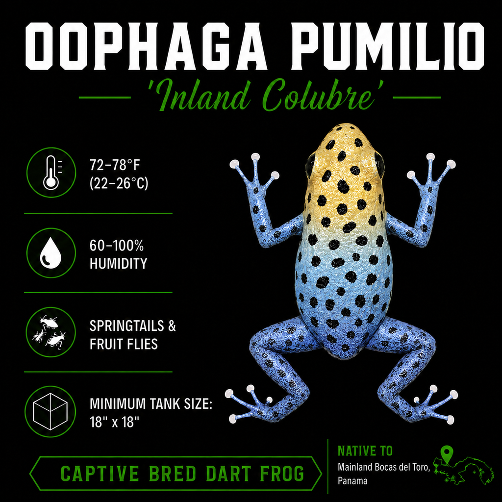 Oophaga pumilio 'Inland Colubre'