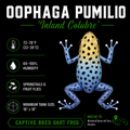 Oophaga pumilio 'Inland Colubre'