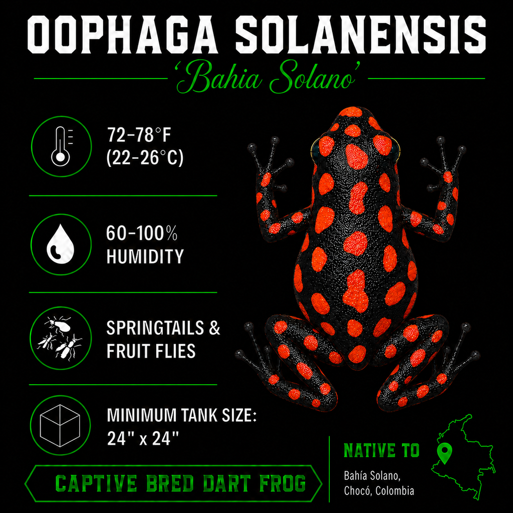 Oophaga solanensis 'Bahia Solano'