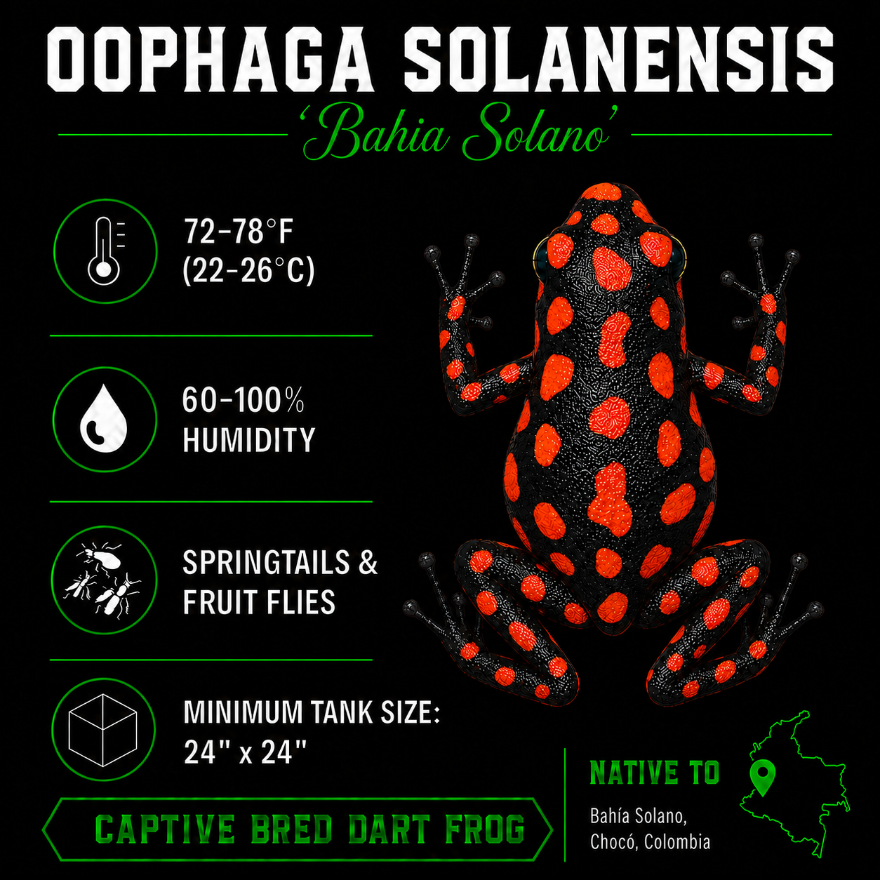 Oophaga solanensis 'Bahia Solano'