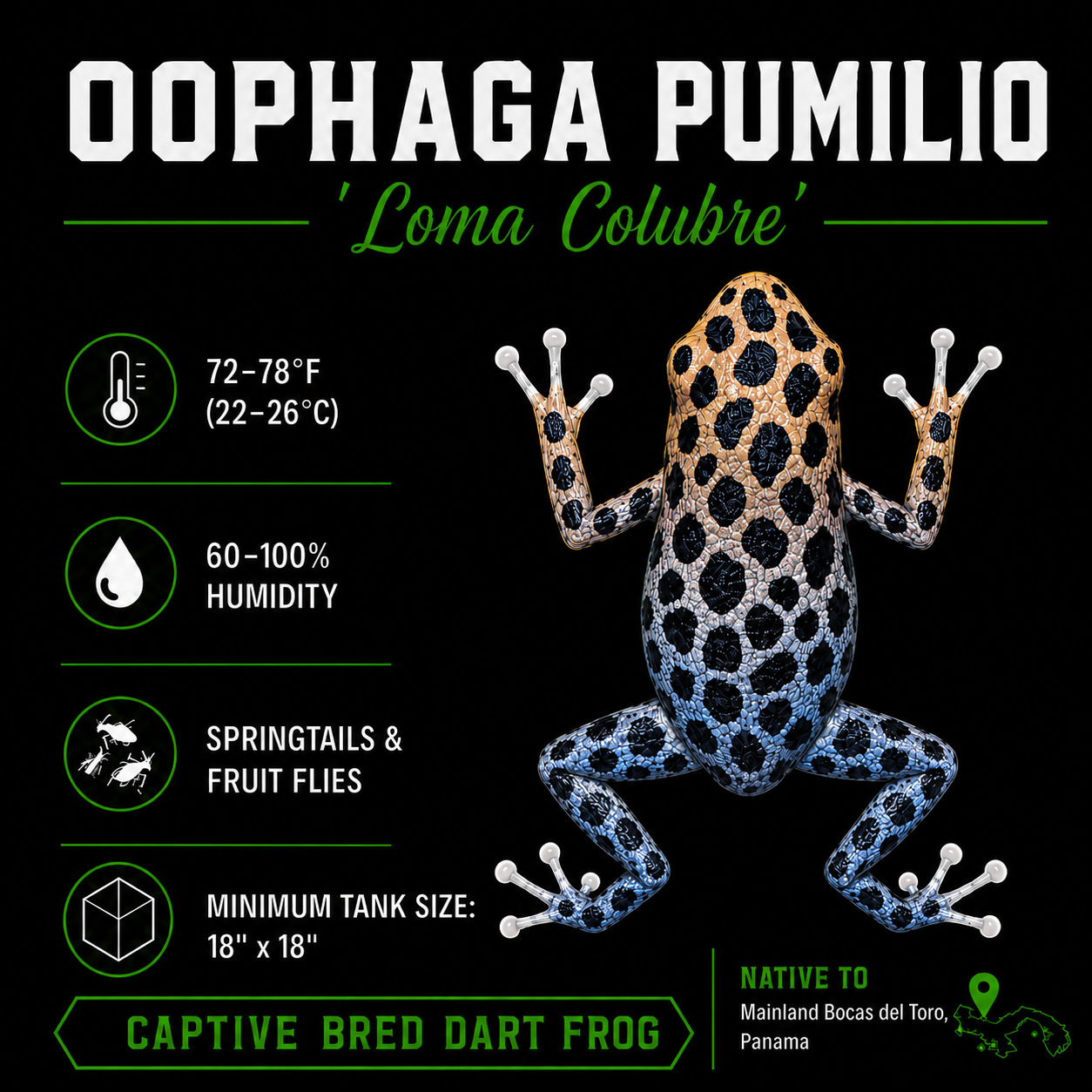 Oophaga pumilio 'Loma Colubre'