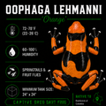 Oophaga lehmanni 'Orange'