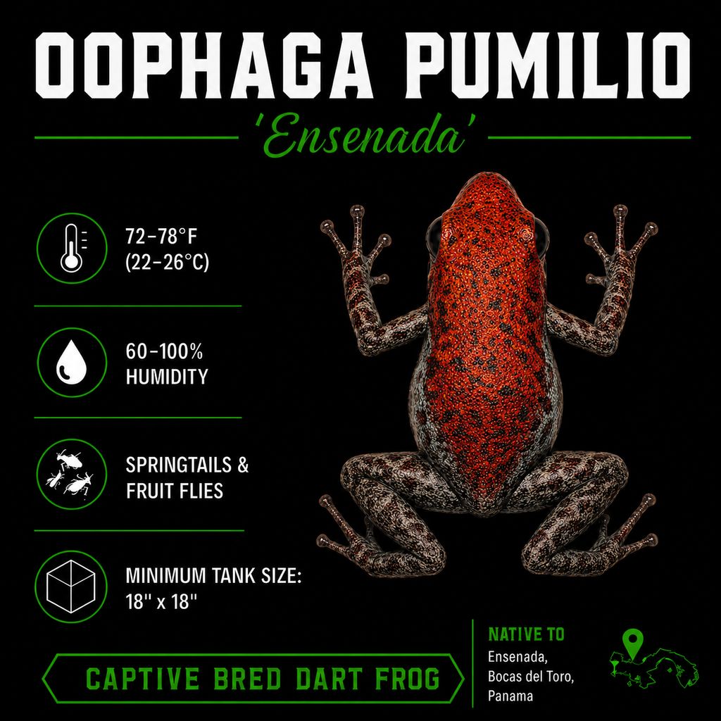 Oophaga pumilio 'Ensenada'