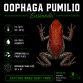 Oophaga pumilio 'Ensenada'