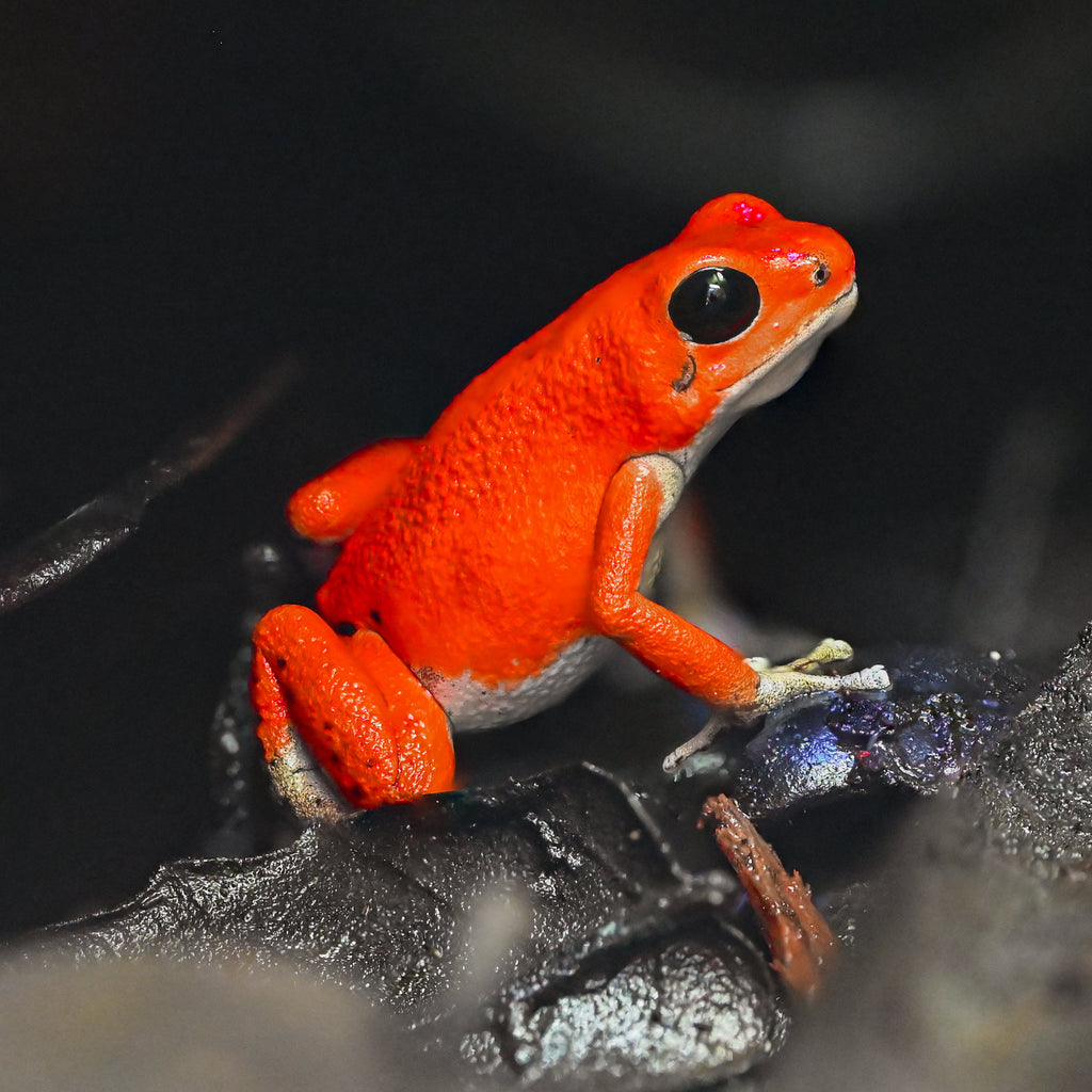 Oophaga pumilio 'Bastimentos' - Red Frog Beach