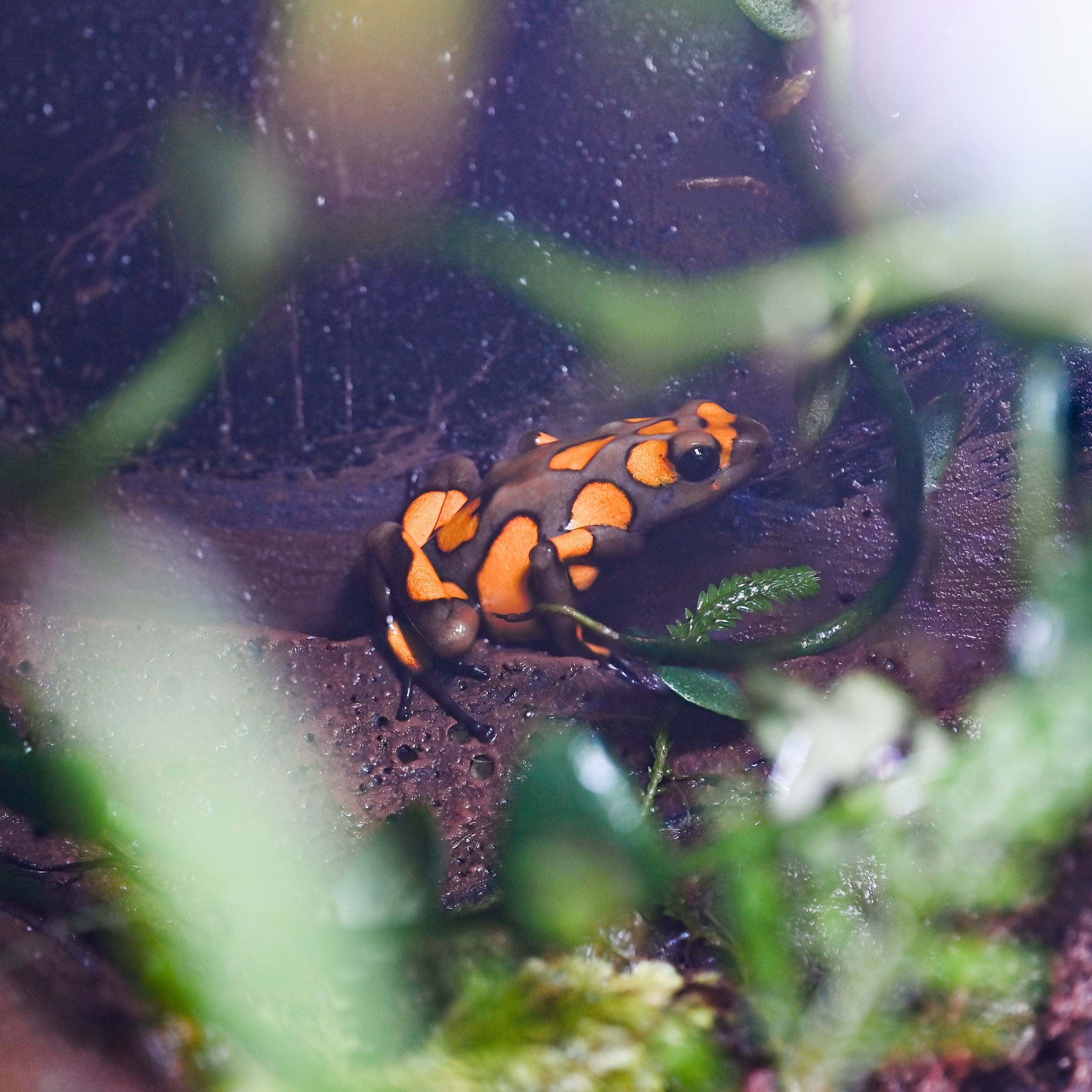 Oophaga histrionica 'Yellow Brown Blotched'