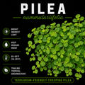Pilea nummulariifolia
