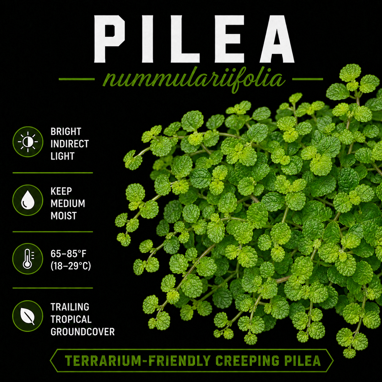 Pilea nummulariifolia