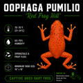 Oophaga pumilio 'Bastimentos - Red Frog Hill'