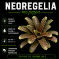 Neoregelia 'Mo Peppa'