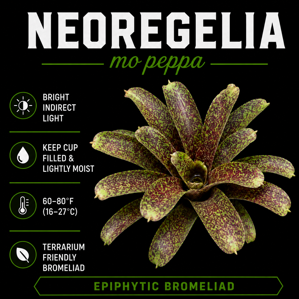 Neoregelia 'Mo Peppa'