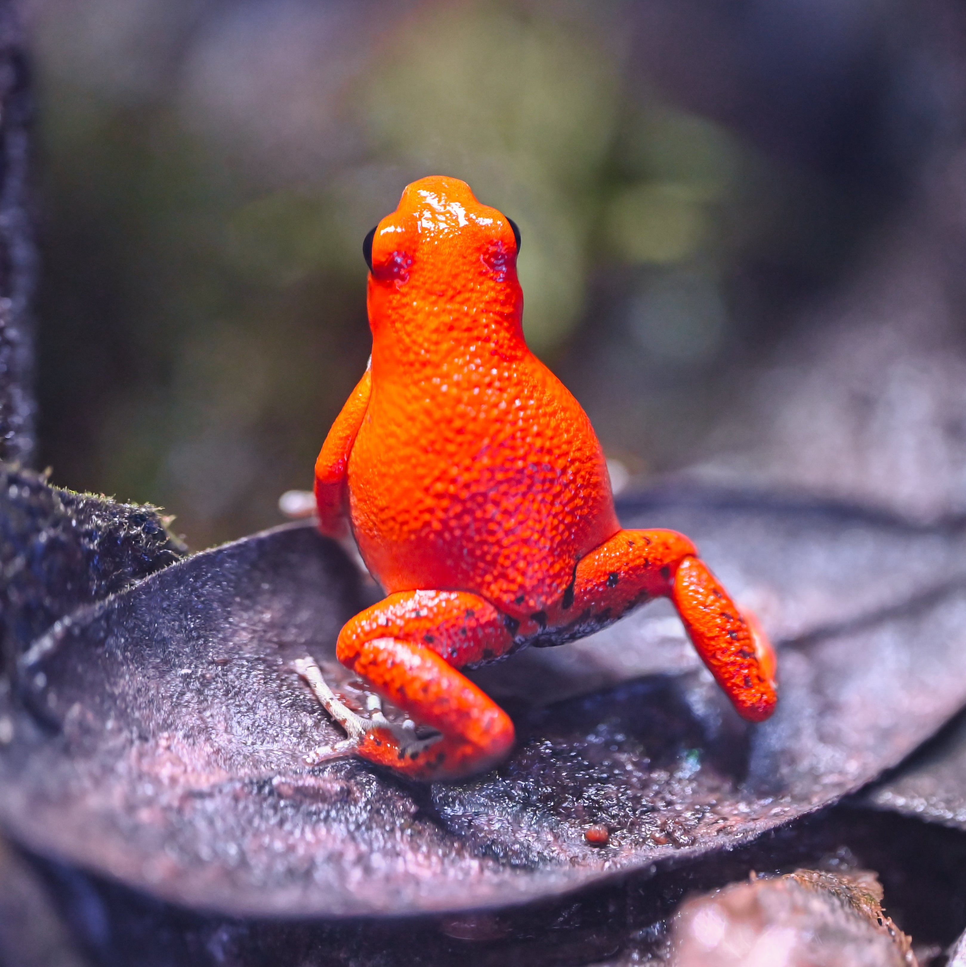 Oophaga pumilio 'Cemetery Bastimentos' - Spotless