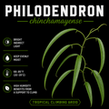 Philodendron chinchamayense