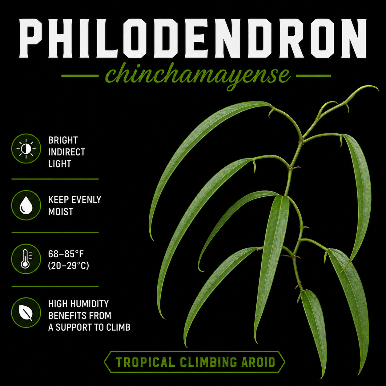 Philodendron chinchamayense