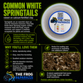 Common White Springtails - Frog Paparazzi Premium Culture