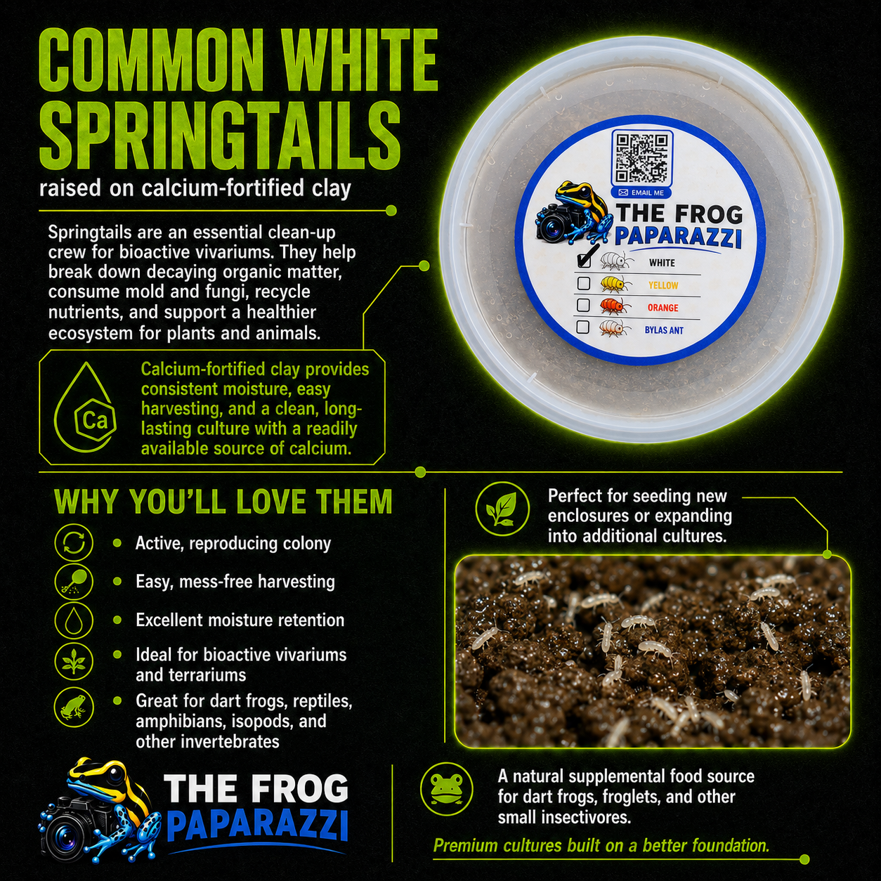 Common White Springtails - Frog Paparazzi Premium Culture