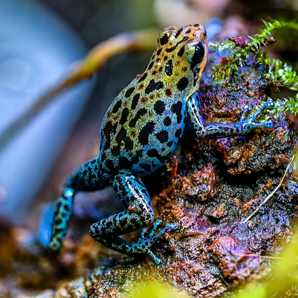 Oophaga pumilio 'Loma Colubre'