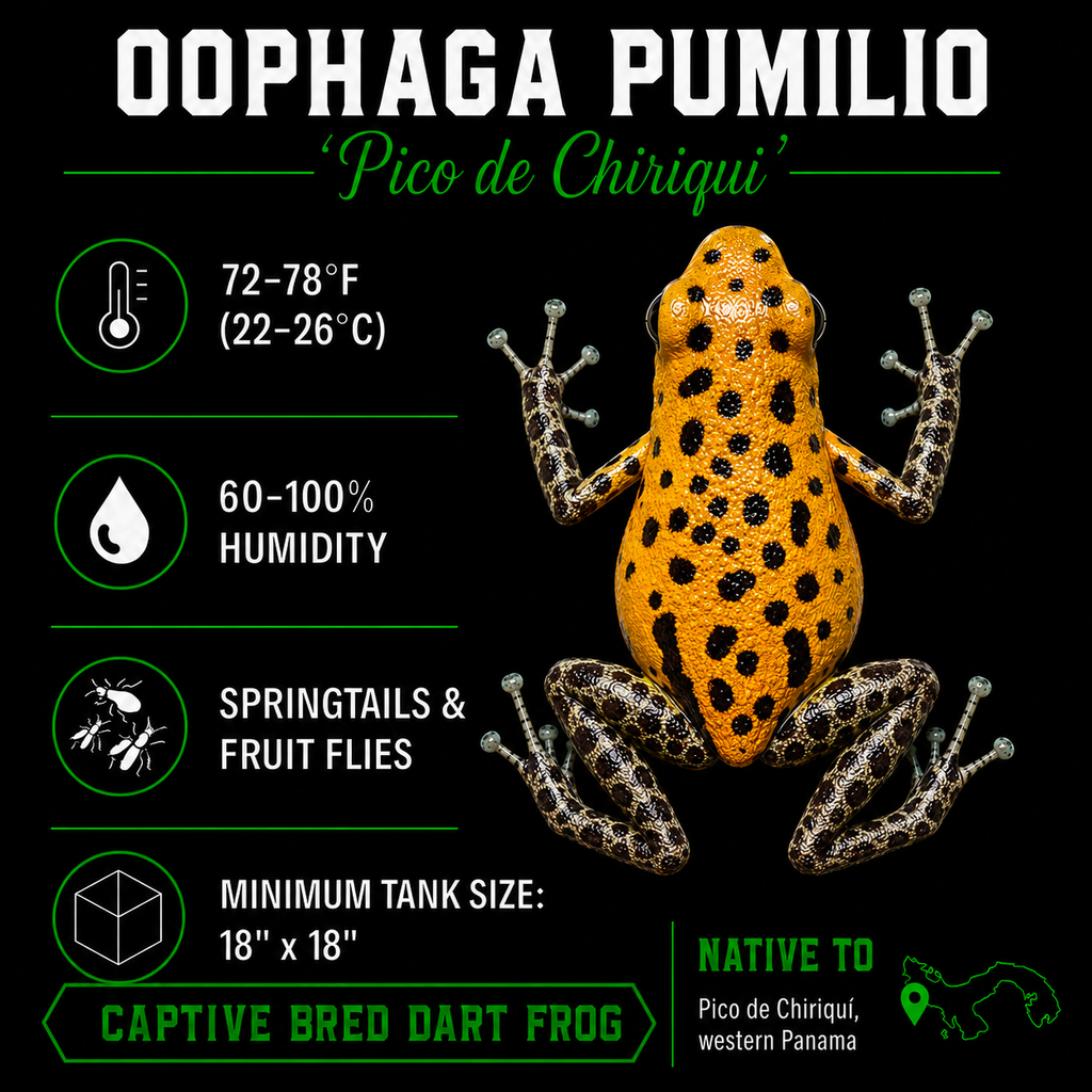 Oophaga pumilio 'Pico de Chiriqui'