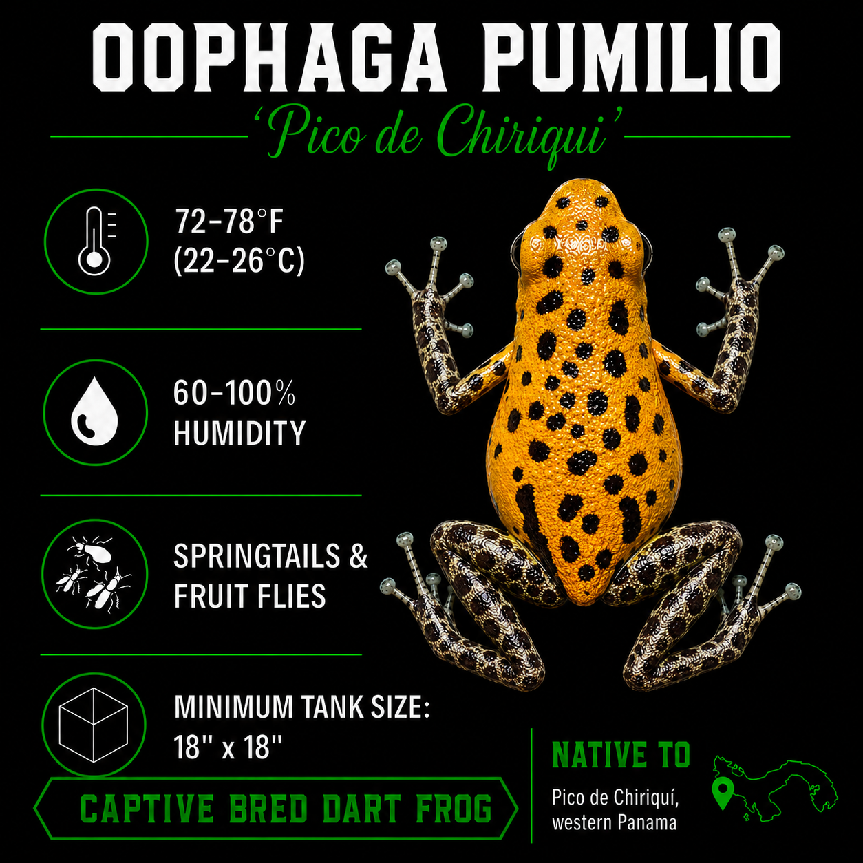 Oophaga pumilio 'Pico de Chiriqui'