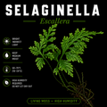 Selaginella sp. Escallera