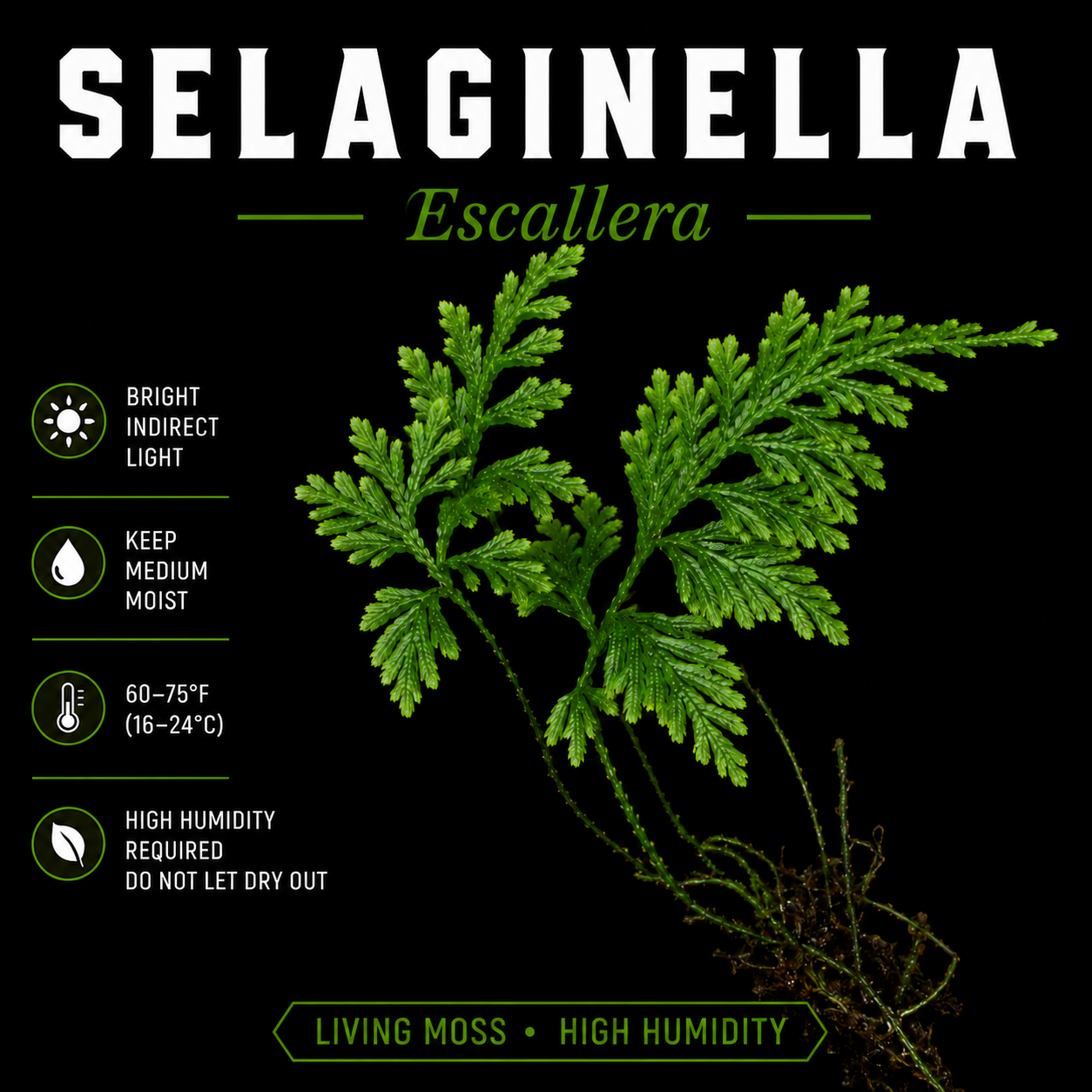 Selaginella sp. Escallera