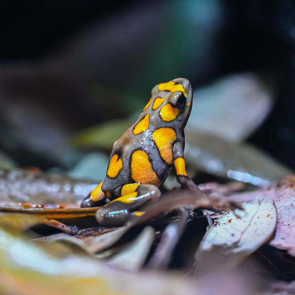 Oophaga histrionica 'Yellow Brown Blotched'