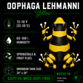 Oophaga lehmanni 'Yellow'