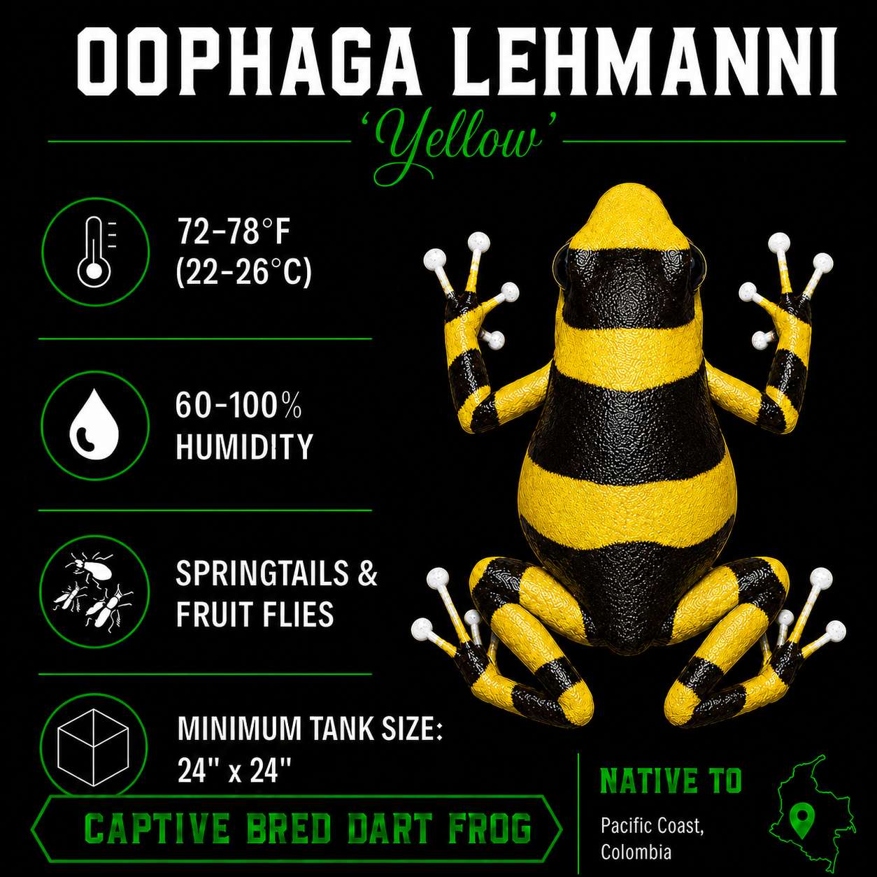 Oophaga lehmanni 'Yellow'